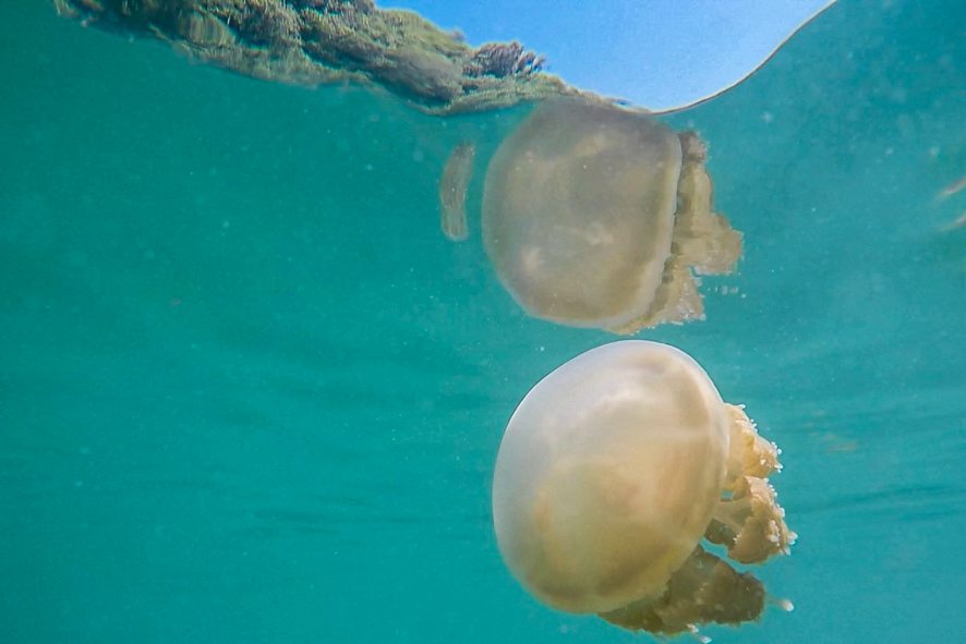 The 4 species of stingless jellyfish in the Kakaban lake