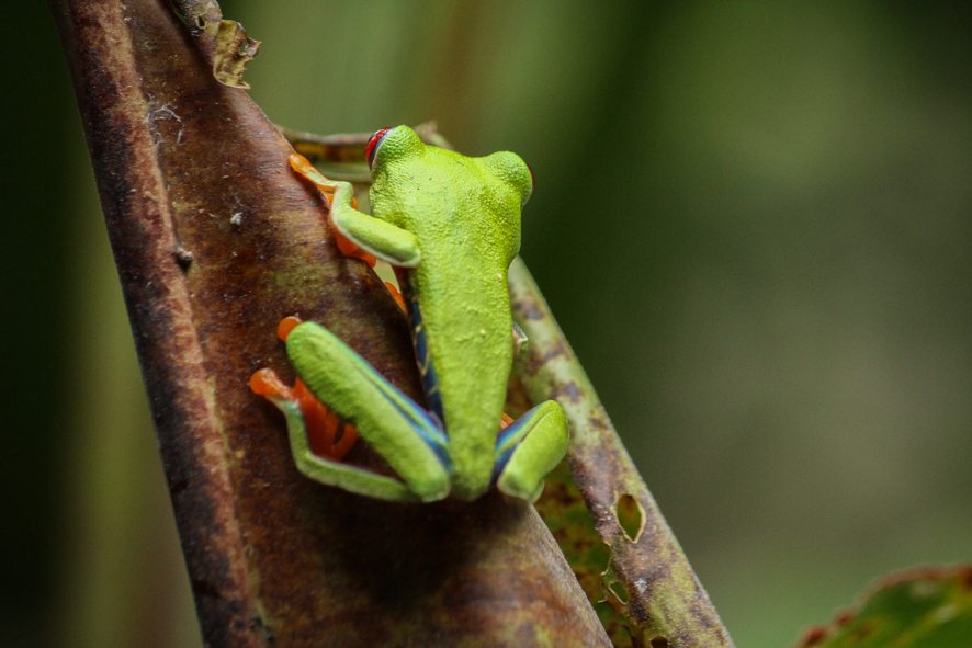 Red eyed tree frog 