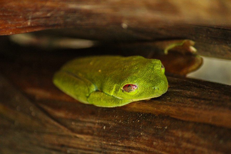 Red eyed tree frog camouflage