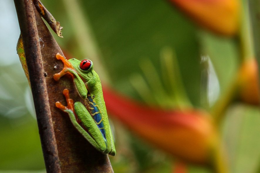 [:fr]Grenouille aux yeux rouges[:en]Red eyed tree frog[:]