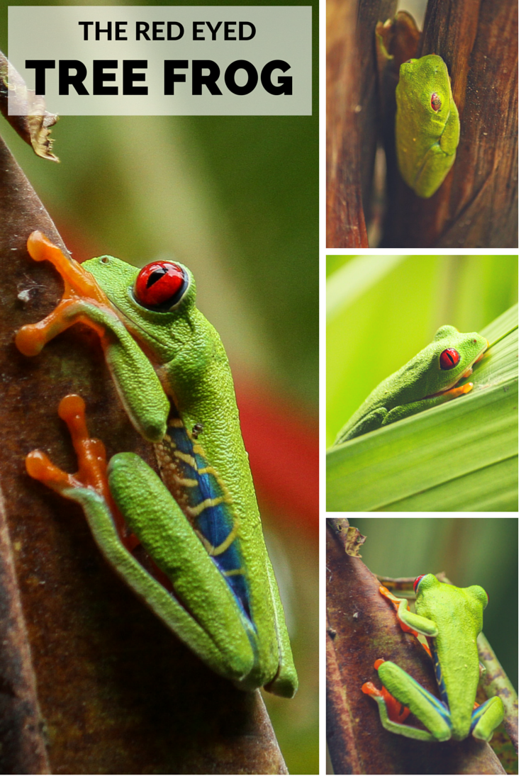 The beautiful red eyed tree frog of Costa Rica