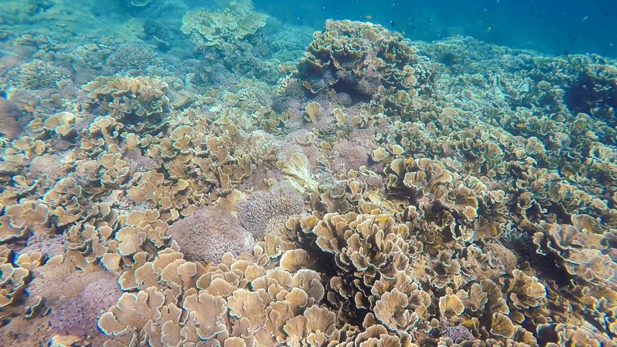Coral around Sangalaki island