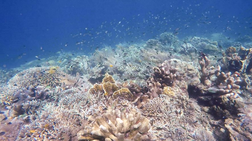 Coral around Sangalaki island