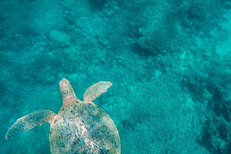 Save the turtles, don't go on Sangalaki island | Le Big Trip