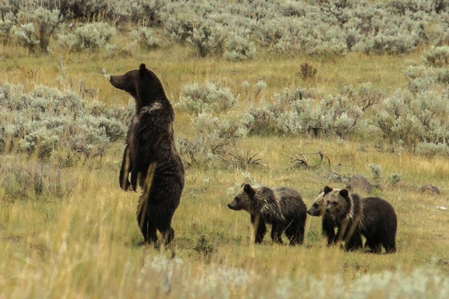 Momma Bear With Her Cubs  Bear, Bear pictures, Grizzly bear