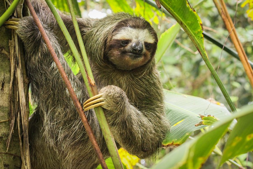 [:fr]Paresseux a gorge brune[:en]brown-throated sloth[:]