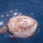 [:fr]Tortues dépecées vivantes[:en]Turtles are peeled alive[:]