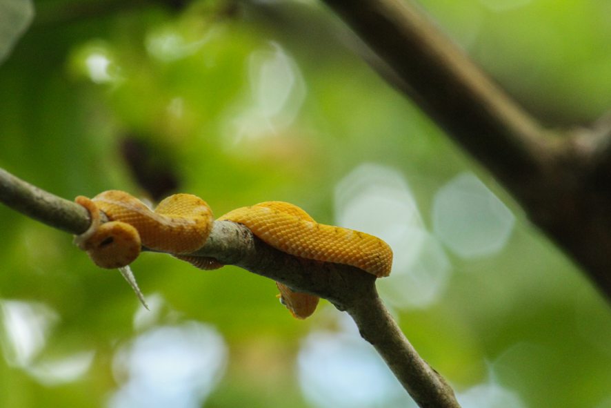 Golden eyelash Viper