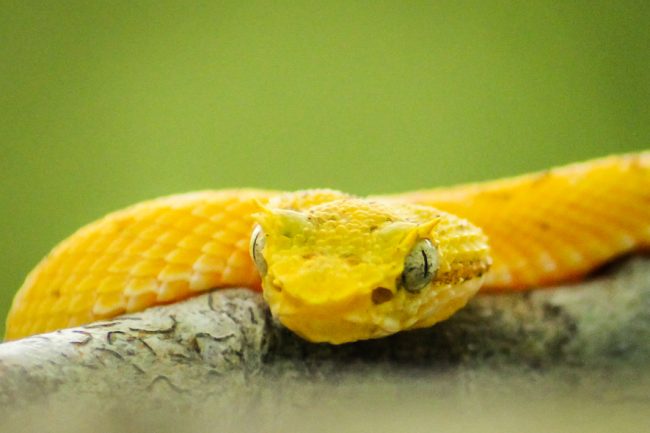 The stunning Golden Eyelash palm pit Viper | Le Big Trip