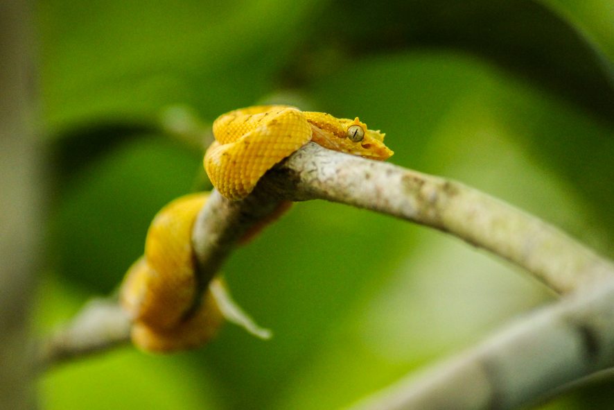 The stunning Golden Eyelash palm pit Viper | Le Big Trip