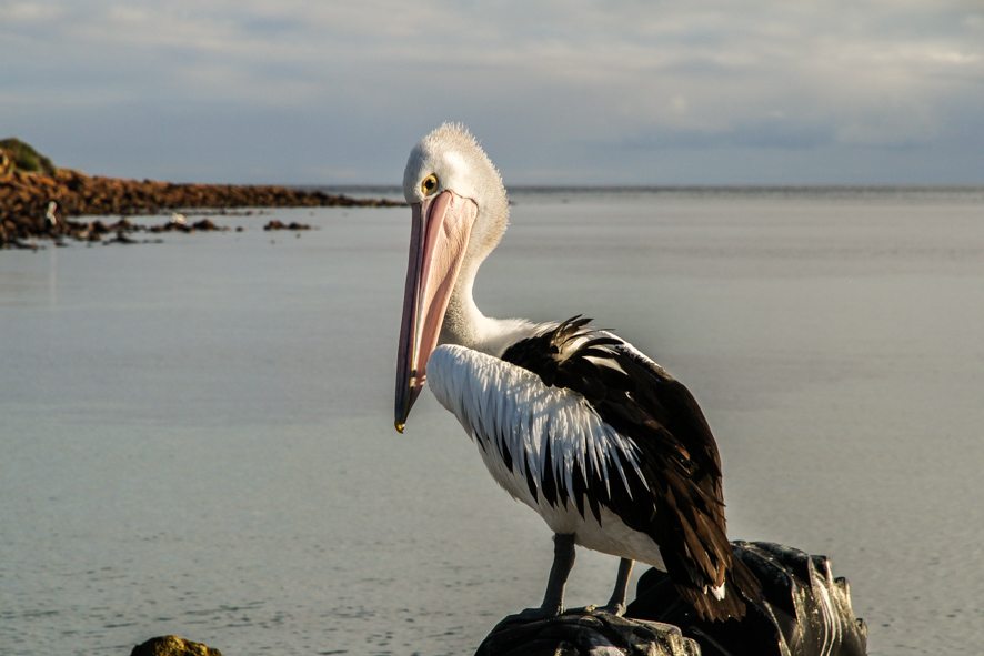 Pelican