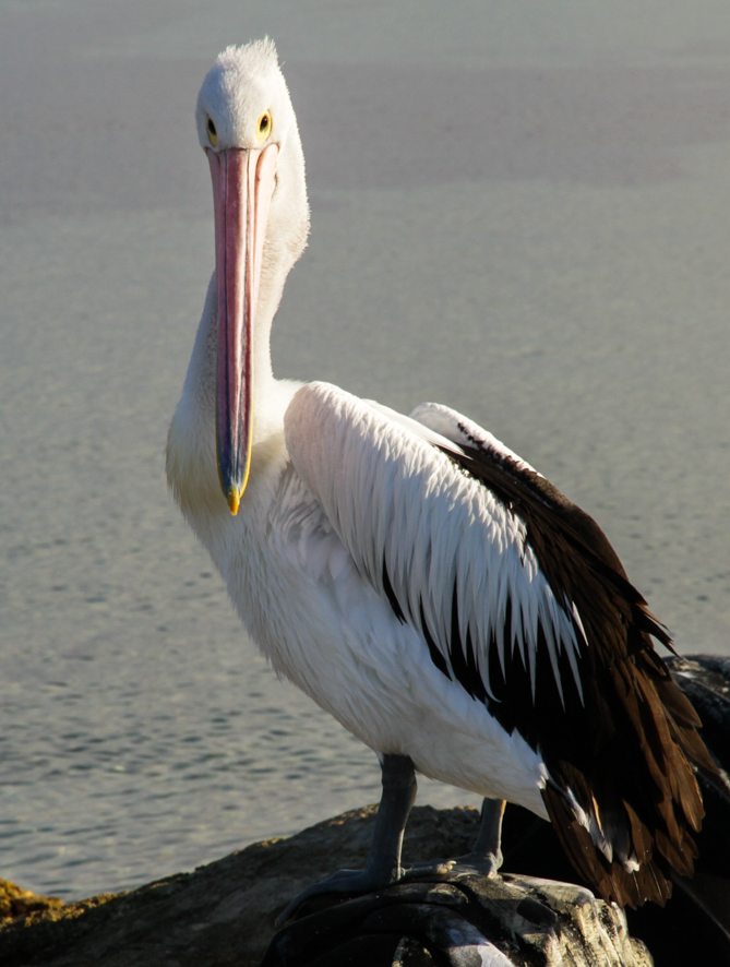 Curious pelican