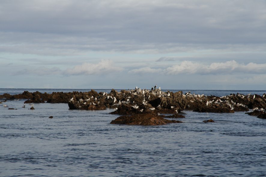 Cormorants, Kangaroo Island