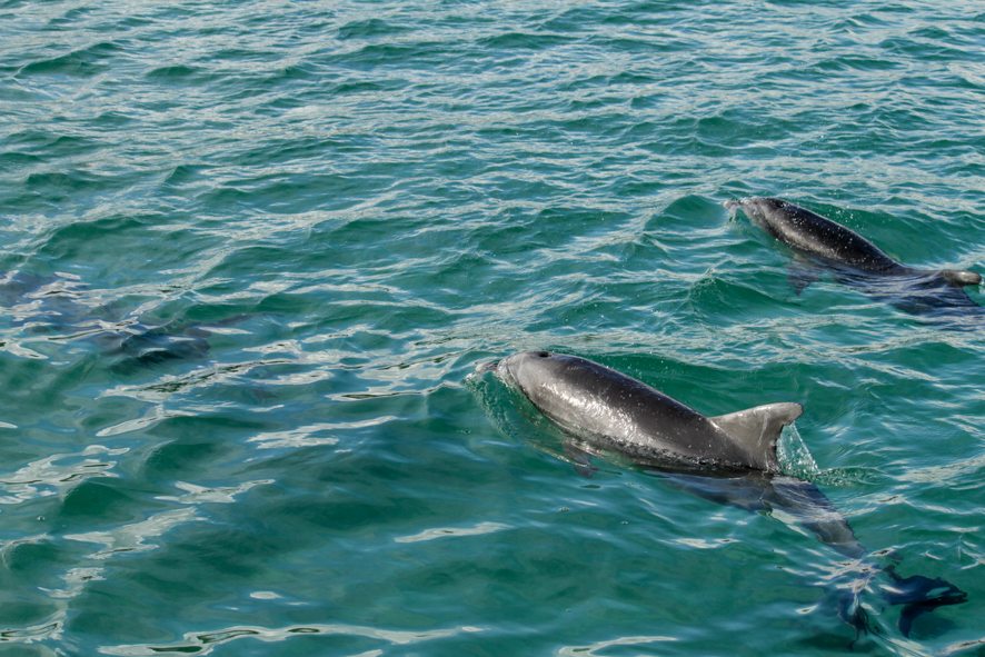 Wild Dolphins, Kangaroo Island