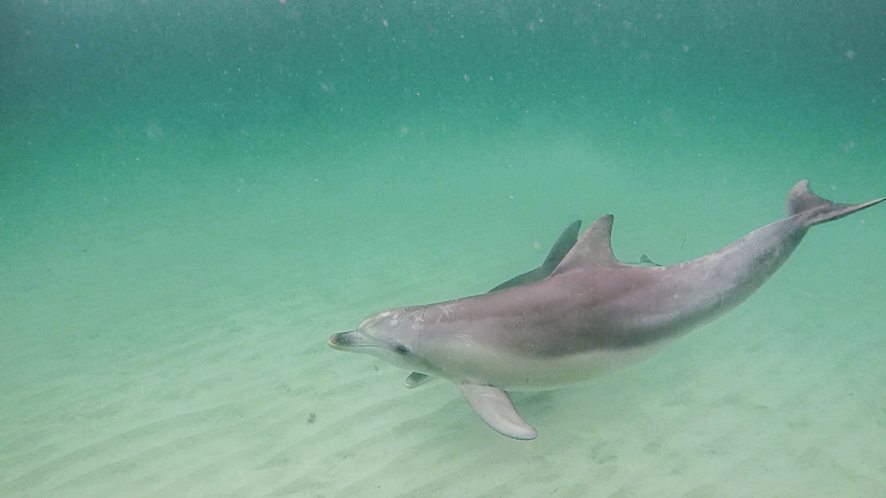 Swim with dolphins, Kangaroo Island