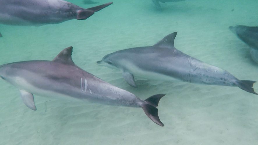 Swim with wild dolphins, Kangaroo Island