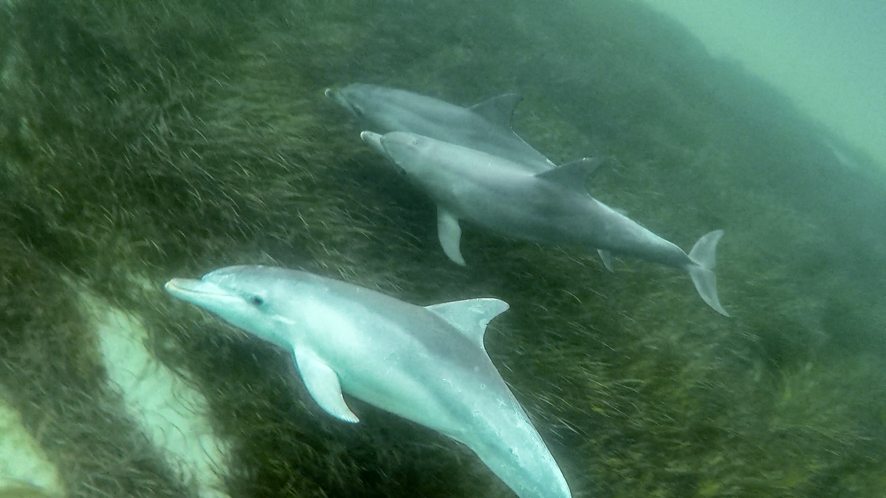 Swim with wild dolphins, Australia
