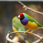 [:fr]Les oiseaux colores d'Australie[:en]Colorful birds of Australia[:]