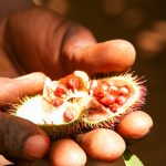 [:fr]Arbre Achiote - Zanzibar[:en]Achiote Tree Fruit - Zanzibar[:]