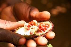[:fr]Arbre Achiote - Zanzibar[:en]Achiote Tree Fruit - Zanzibar[:]