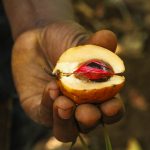 [:fr]noix de muscade de Zanzibar[:en]Zanzibar Spice Tour - nutmeg[:]