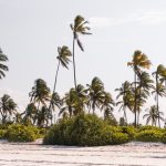 [:fr]Palmiers a Zanzibar, Tanzanie[:en]Palm trees in Zanzibar, Tanzania[:]