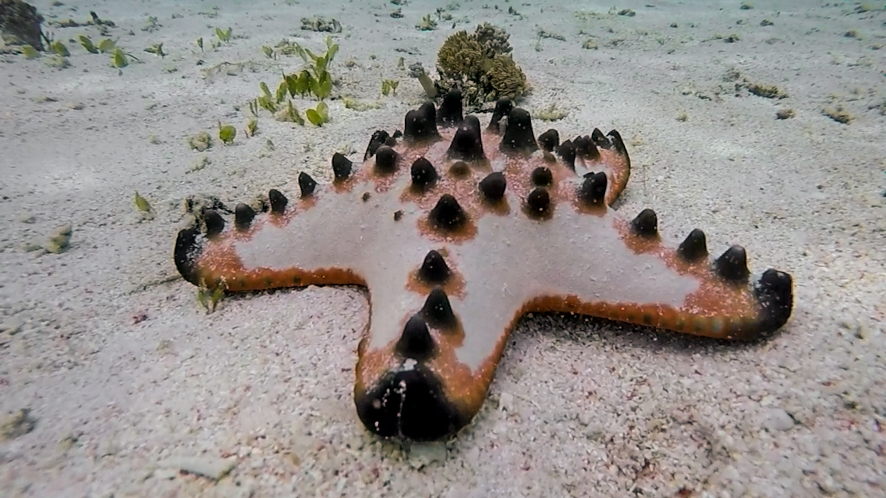 We found this cute chocolate chip sea star while snorkeling in the Komodo National Park