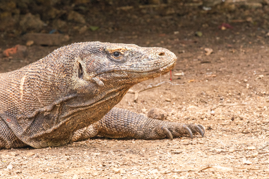 The dan gerous Komodo Dragons