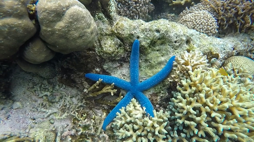 Wonderful blue sea star in Komodo NP, Indonesia